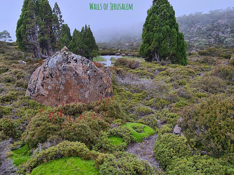 Cushion grass, Tarns and Pencil Pines. Central highlands, tasmania