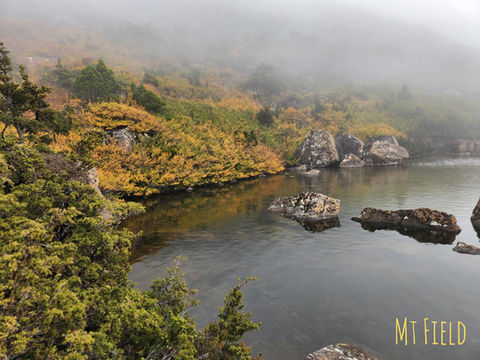 fagus in national parks , mt field national park