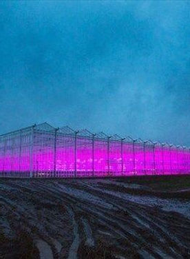 Greenhouse with purple lights