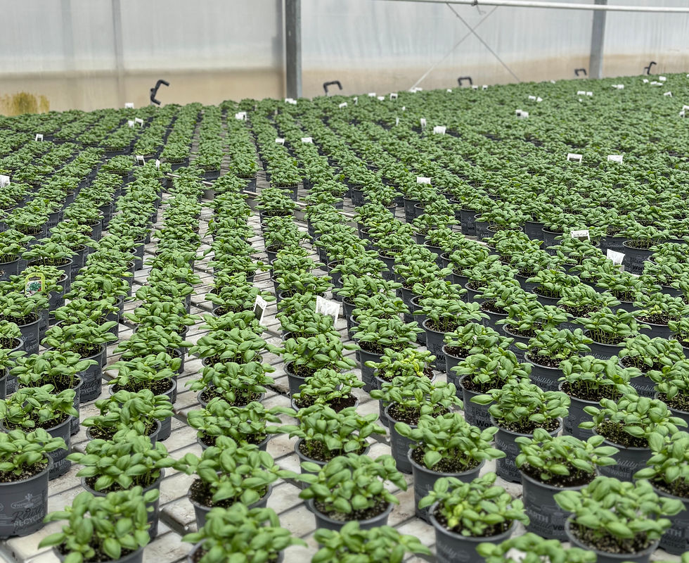 basil organic