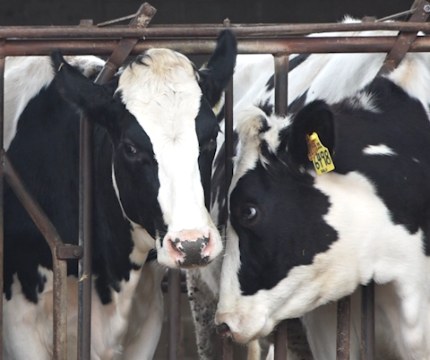 Les granges selvatanes extremen precaucions per evitar el contagi del virus boví