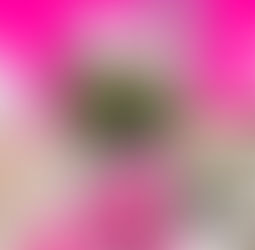 Vidreres, Sils i Arbúcies s’omplen de rosa en un ‘Pink Friday’ que impulsa el comerç local