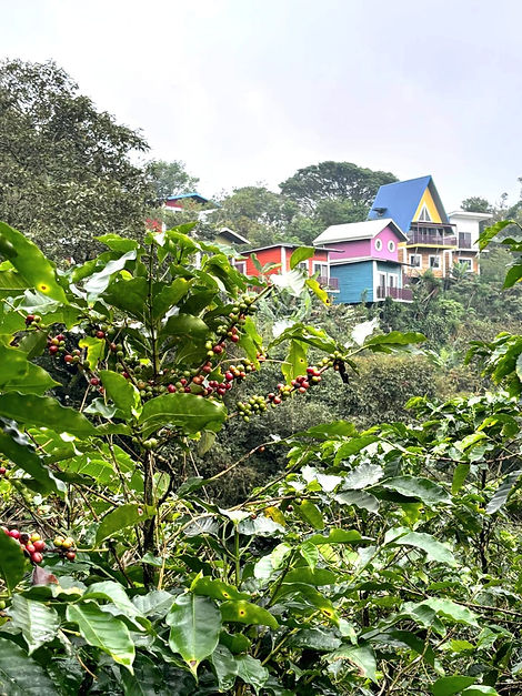 cafetal jardin de poas.jpeg