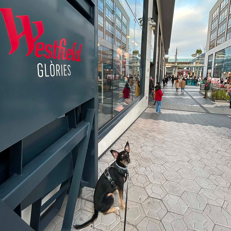 Dog-friendly shopping Barcelona