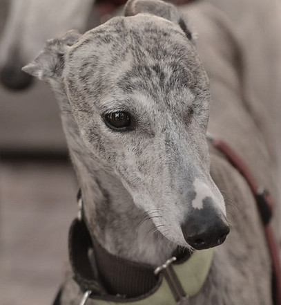 Rescue dog - JL Creative Services_edited