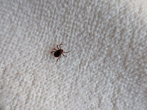 Tick Season in Barcelona: Protect Your Dog This Spring & Summer