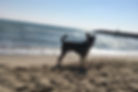 Barcelona beach dog