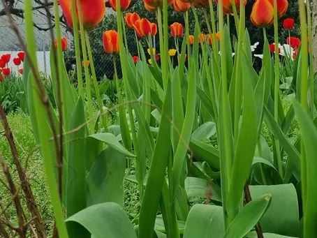 Über hohe Hürden springen....