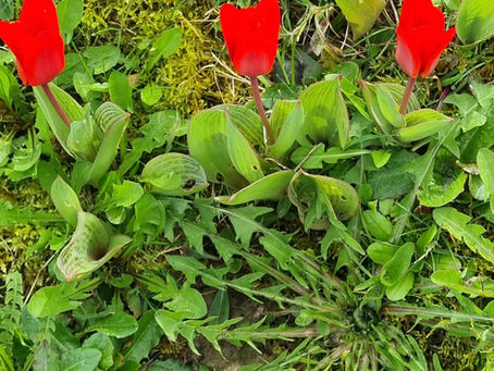 Die Schönheit der Natur ist ein Spiegel Deiner Seele