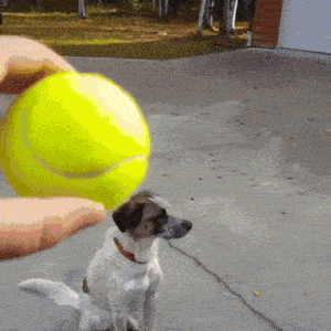 tim.gif