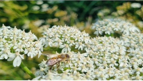 Making every bug count!