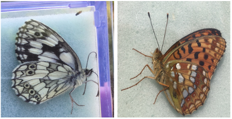 Insect Monitoring 2021  