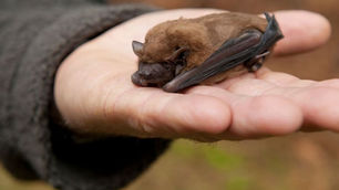 Bats At Work 