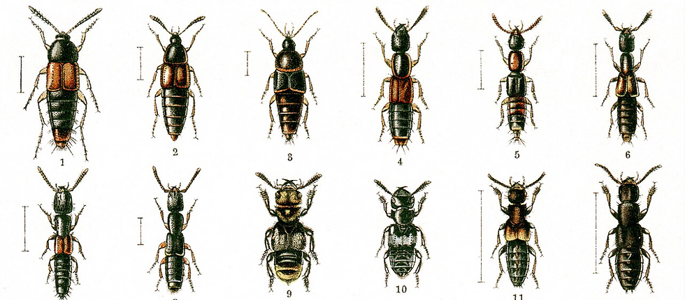 How Do Field Boundaries Shape Natural Pest Control?