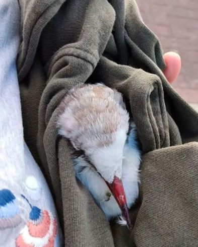 Mouette rieuse blessée