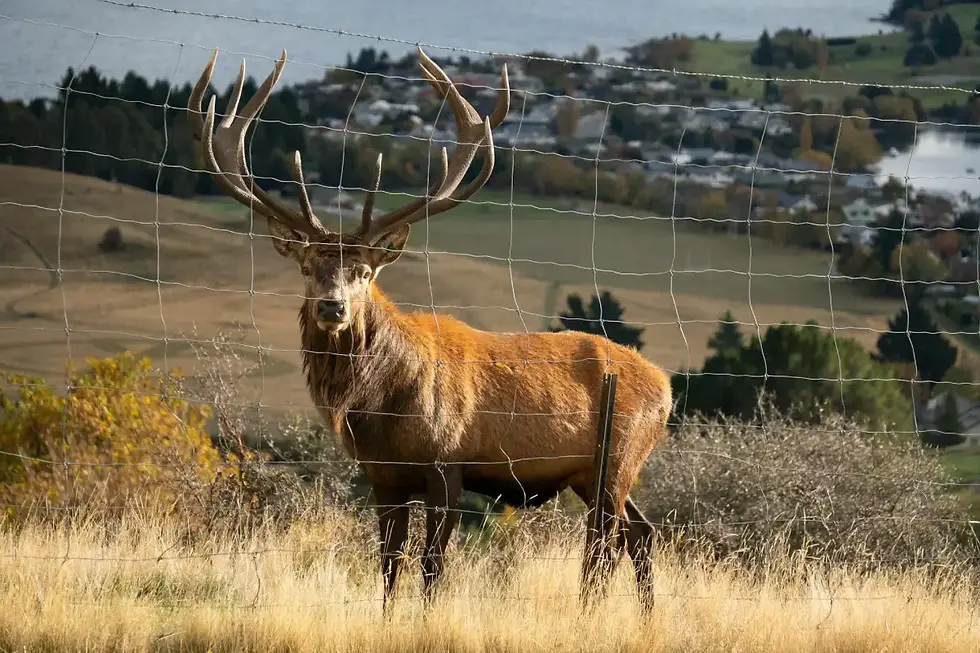 Try to Spot These 5 Native Australian and New Zealand Wildlife on Your Next Visit