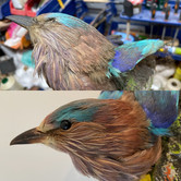 Bird Restoration | England | Taxtiles