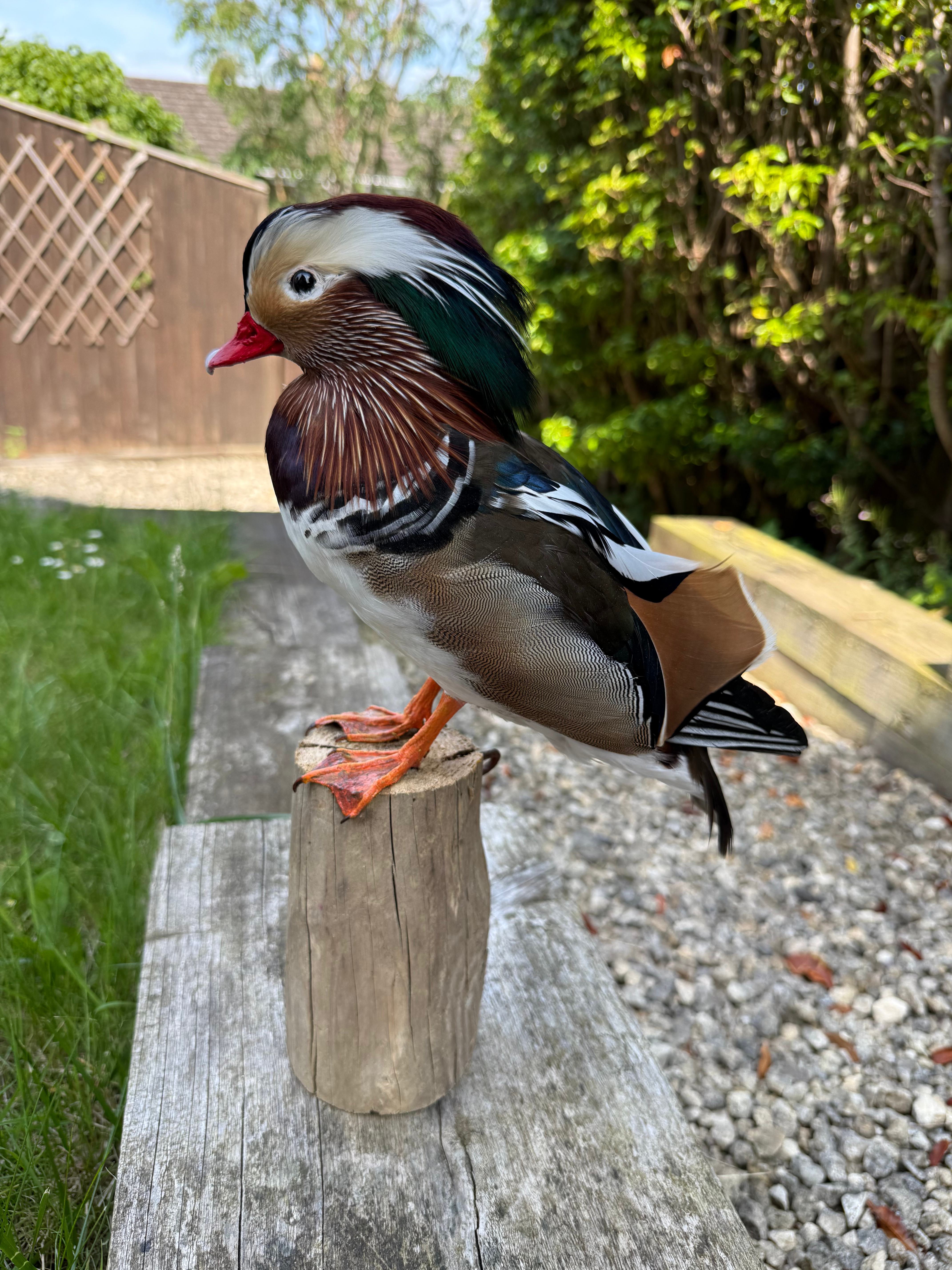 Taxidermy Mandarin Duck