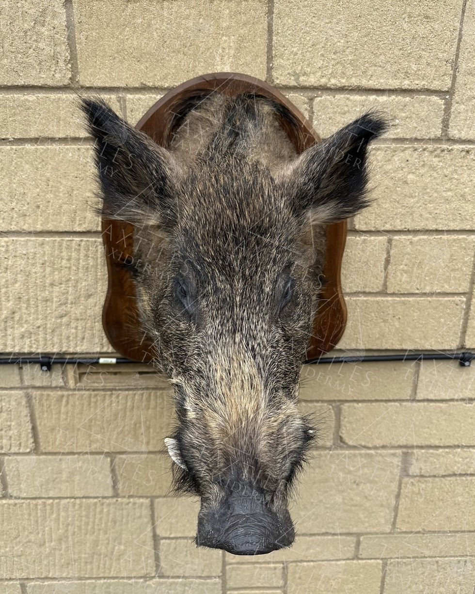 Wild Boar Head
