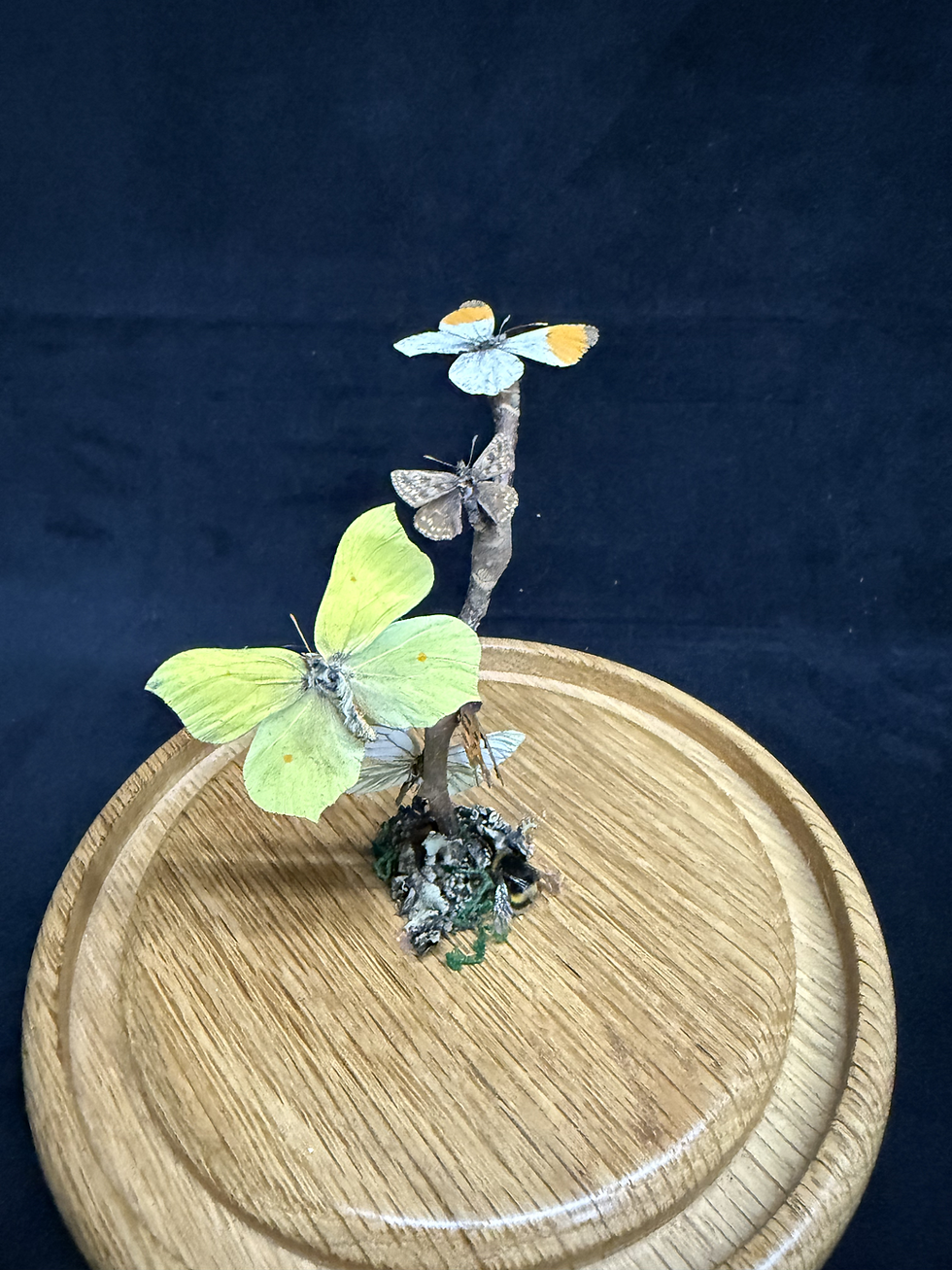 Thumbnail: Butterflies in Cloche Dome