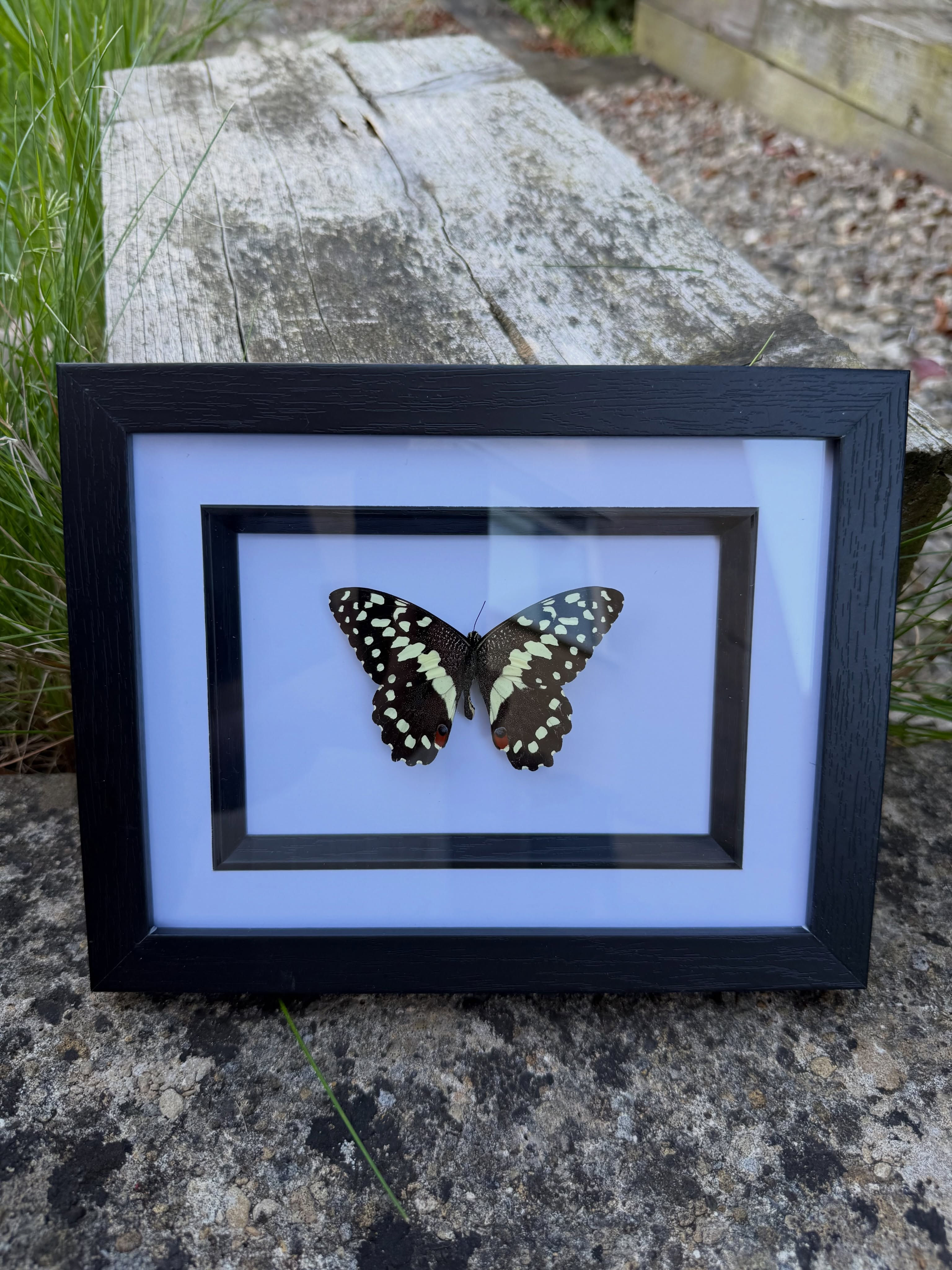 Citrus Swallowtail in Frame