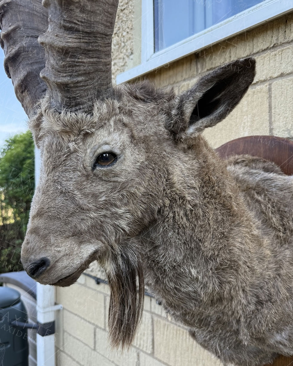 Mid-Asian Ibex Shoulder Mount