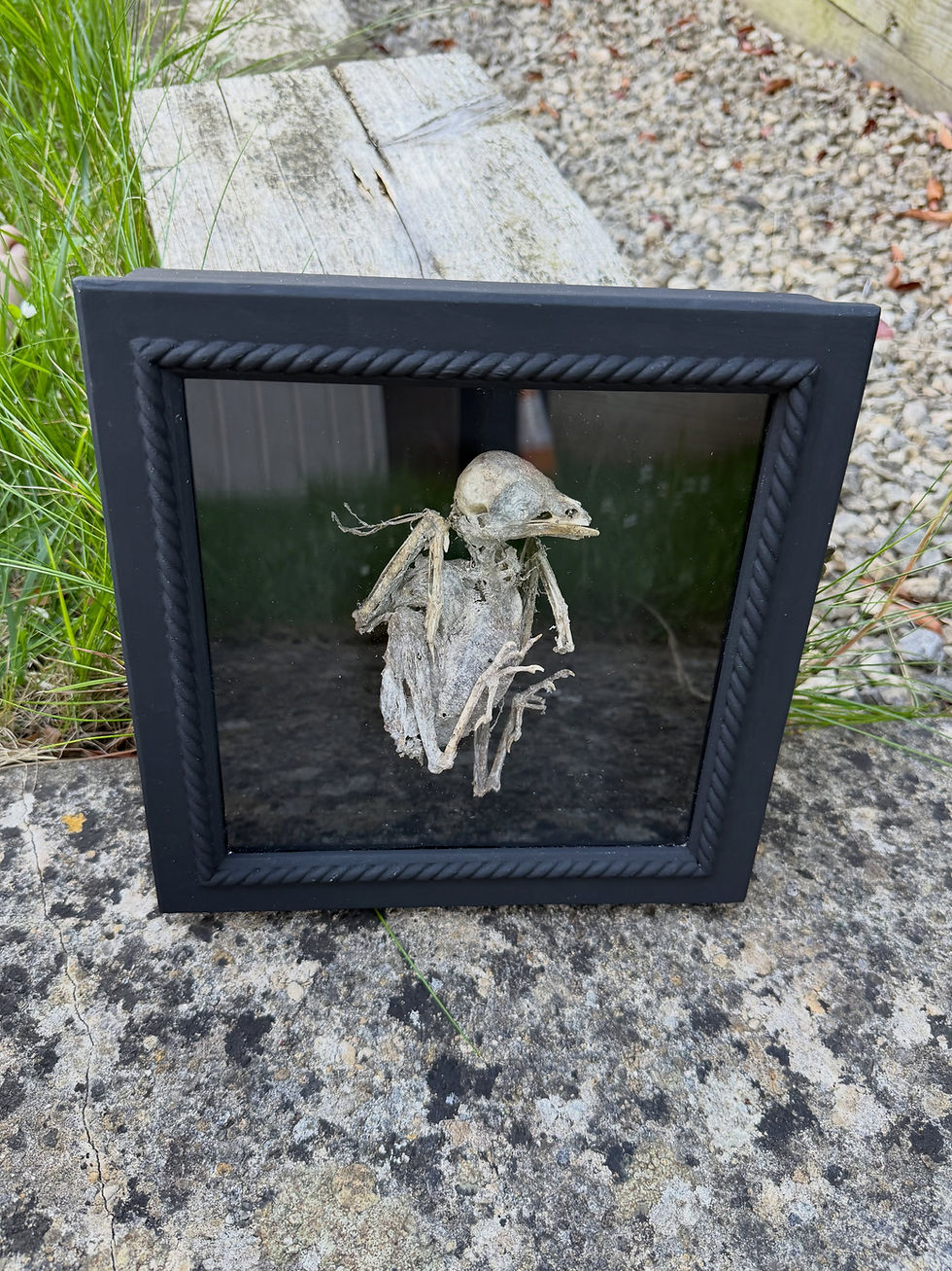 Mummified Jackdaw