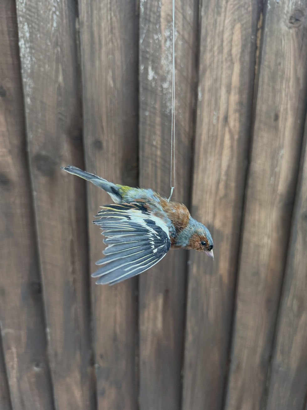 Chaffinch in Flight
