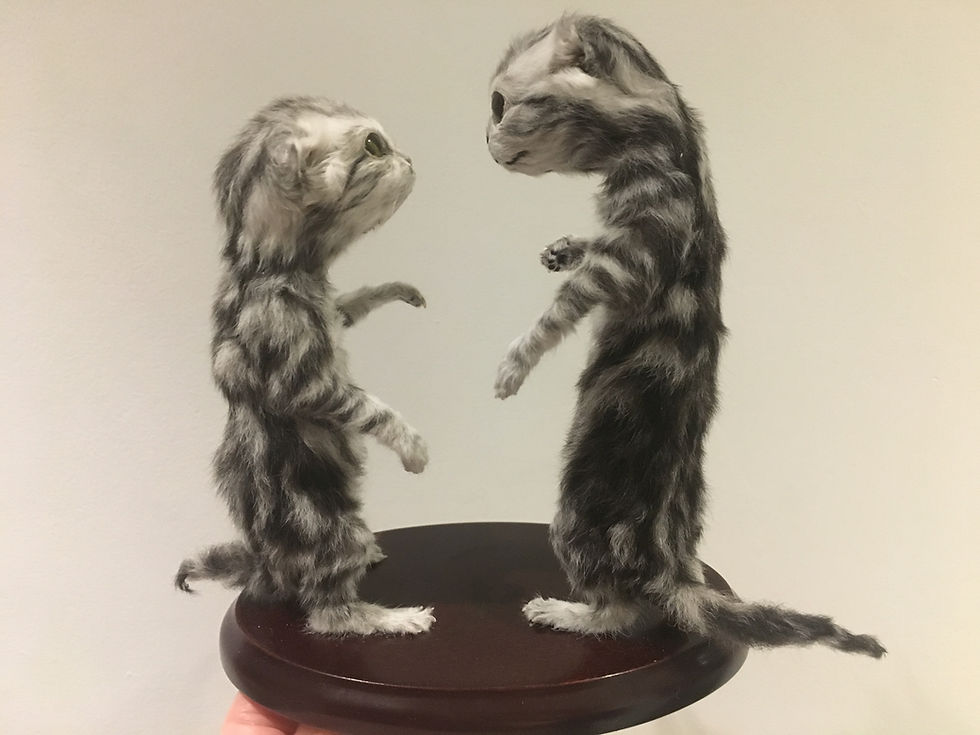 Kitten Taxidermy [NOT PETS]