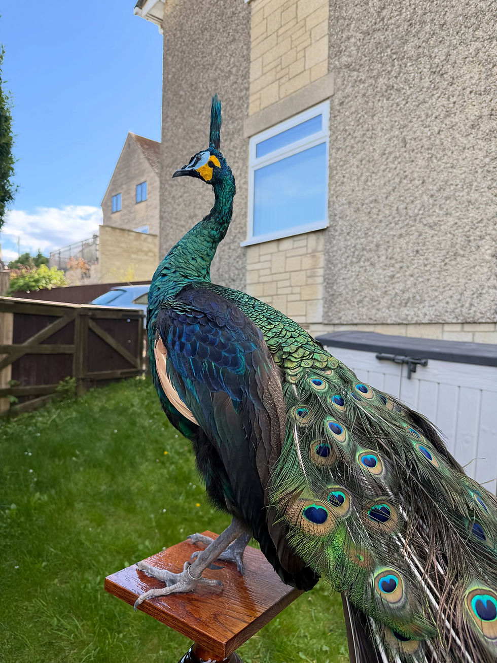 Thumbnail: Green/Java Peacock