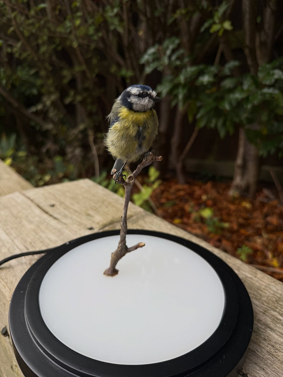 Blue Tit