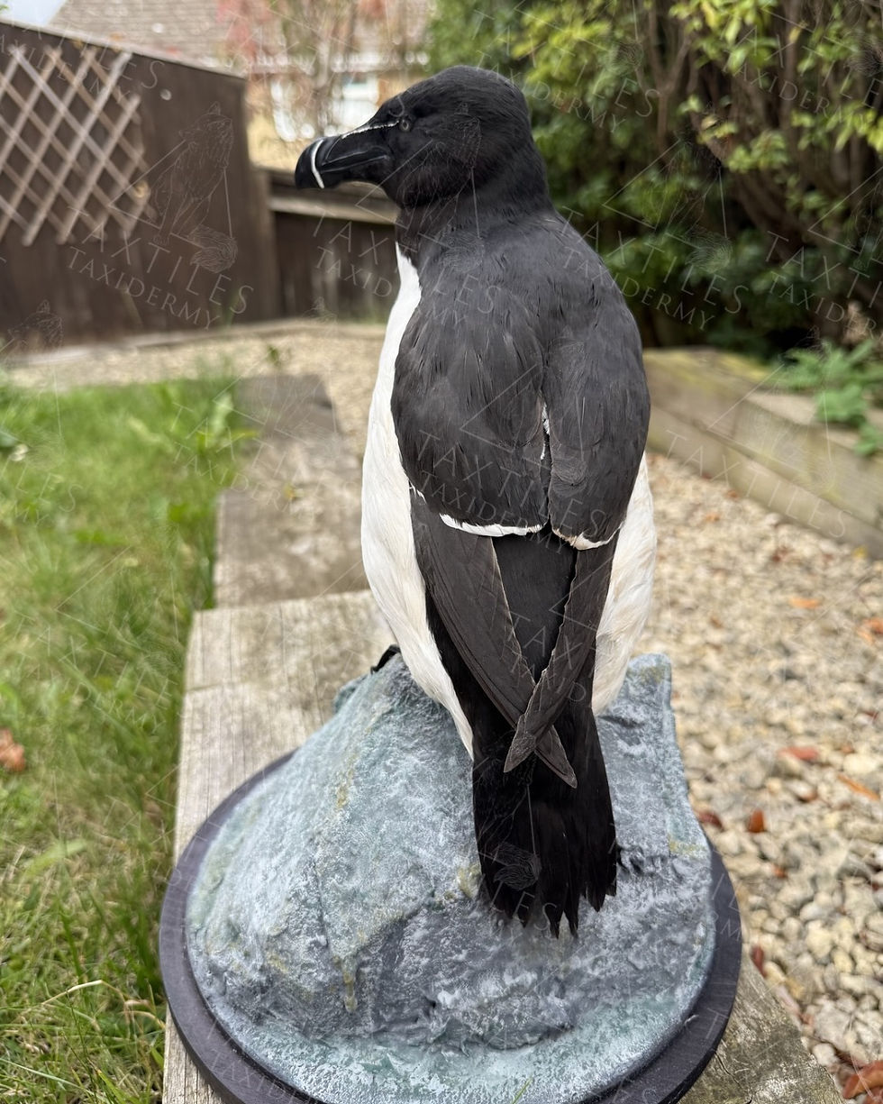 Summer Plumage Razorbill