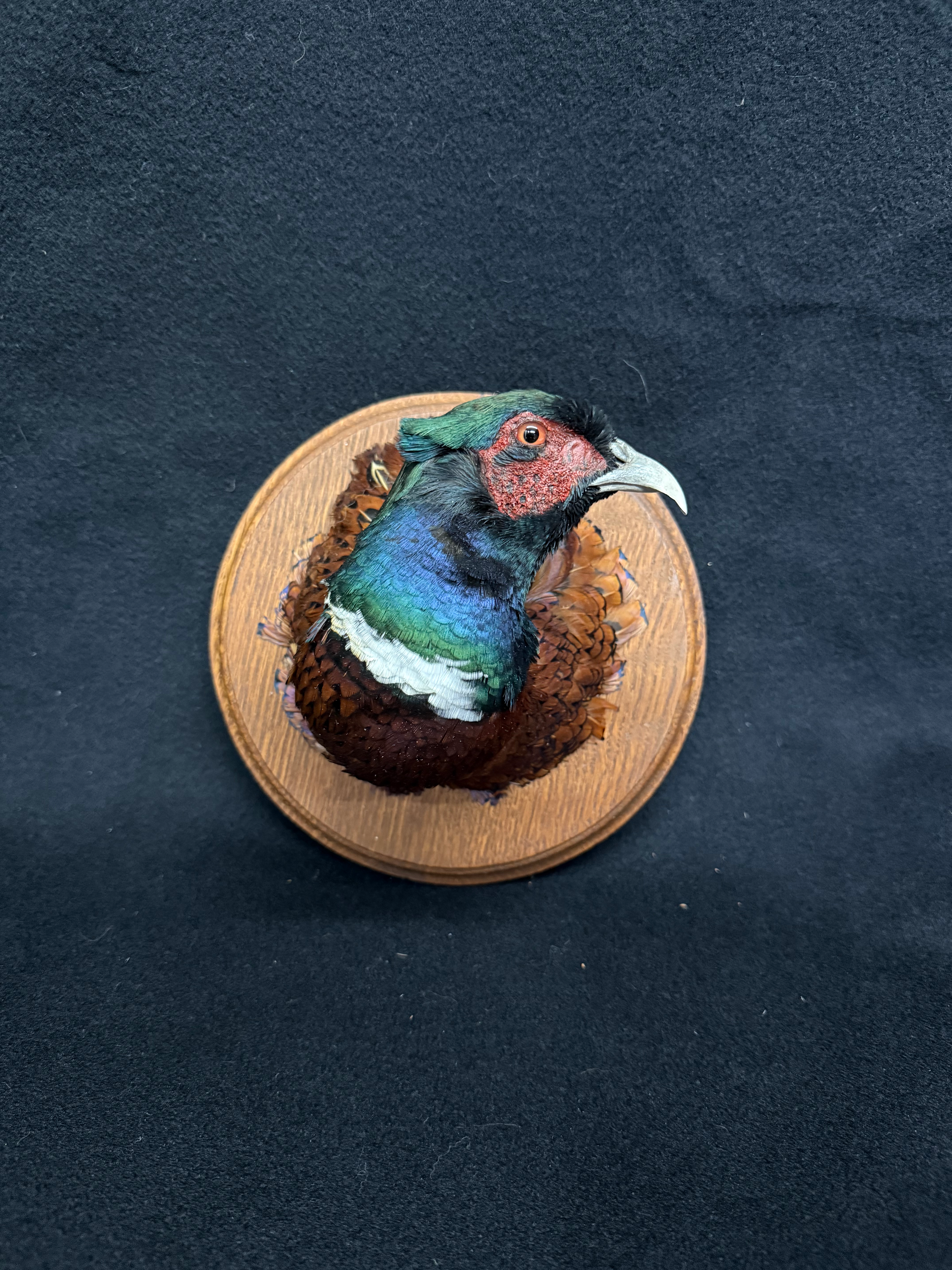 Taxidermy Male Pheasant on Brown Shield