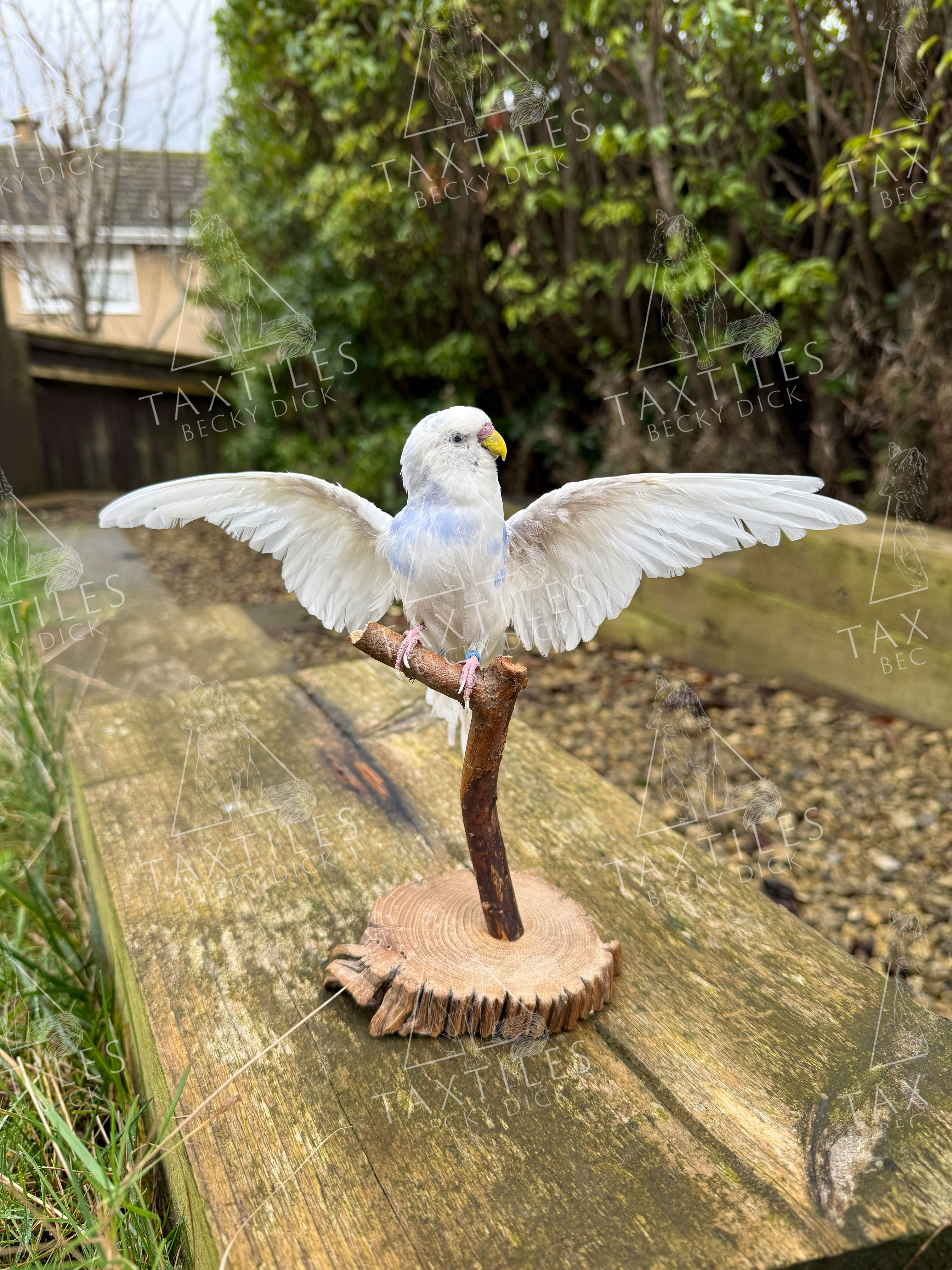 Taxidermy Budgie with Wing Out