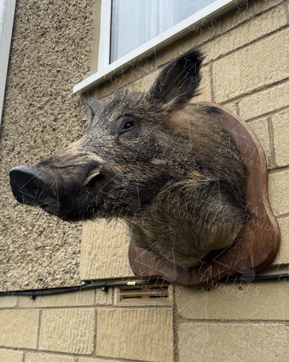 Wild Boar Head