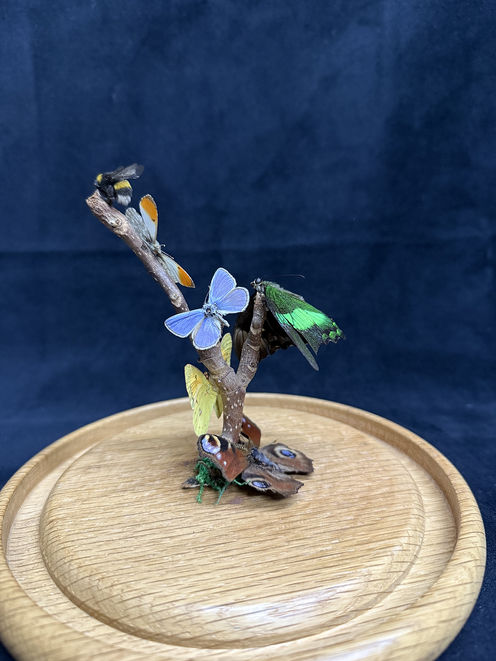 Thumbnail: Butterflies & Bumblebee in Cloche Dome