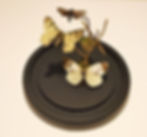 butterflies in a cloche