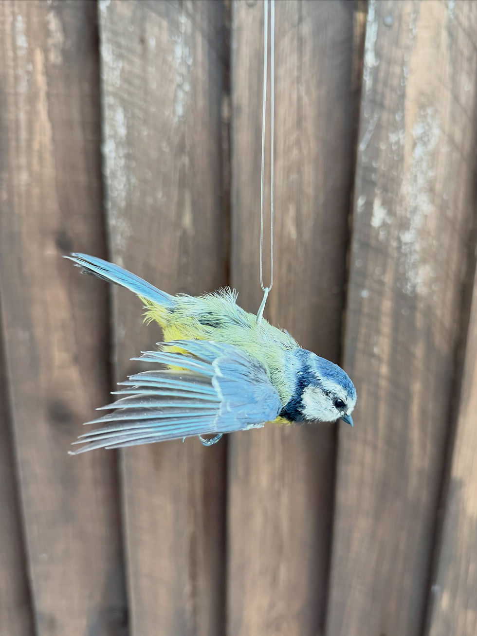 Blue Tit in Flight