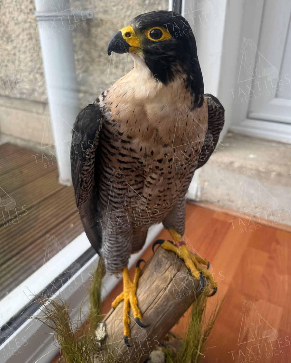 Peregrine Falcon