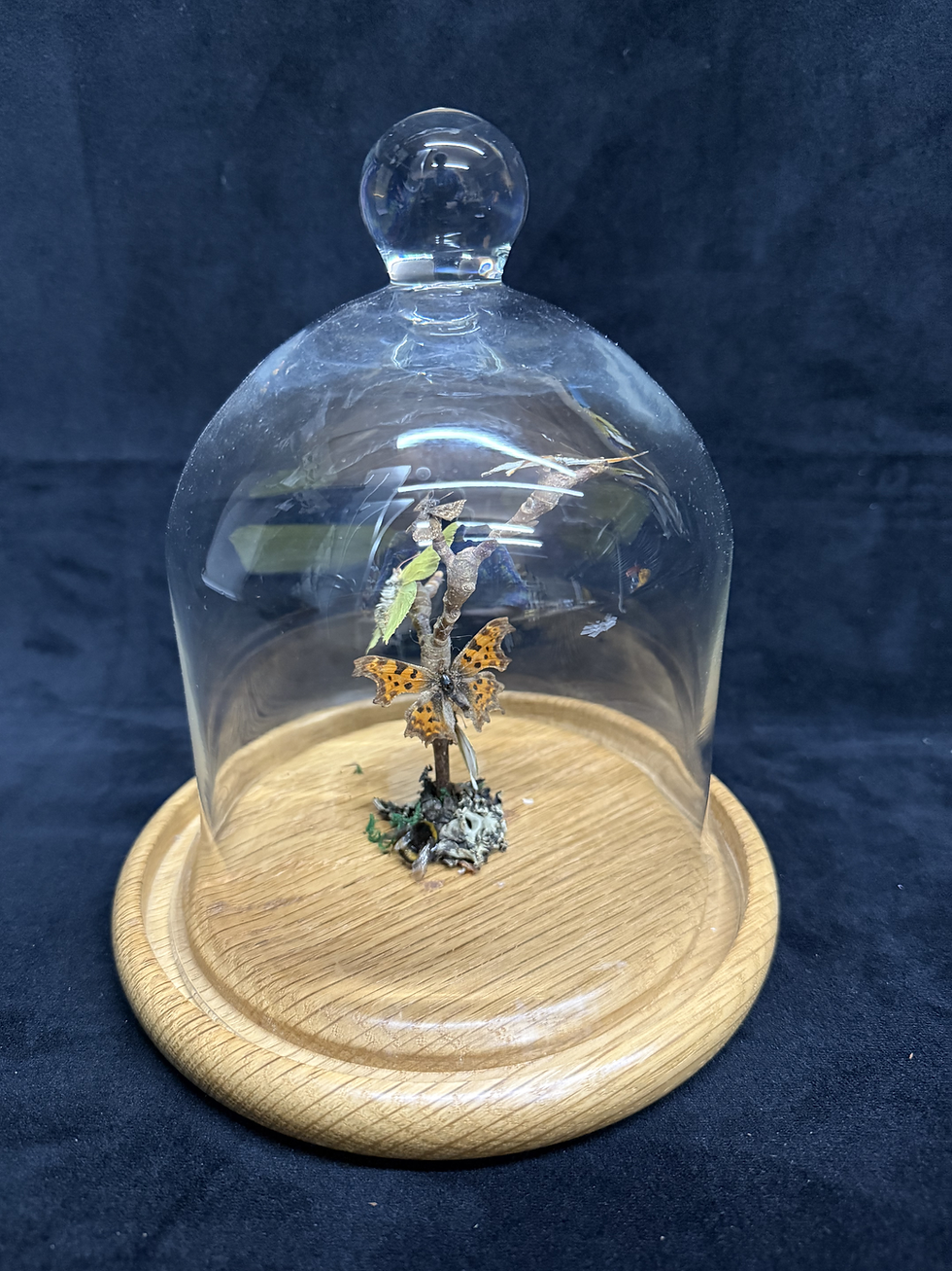 Thumbnail: Butterflies in Cloche Dome