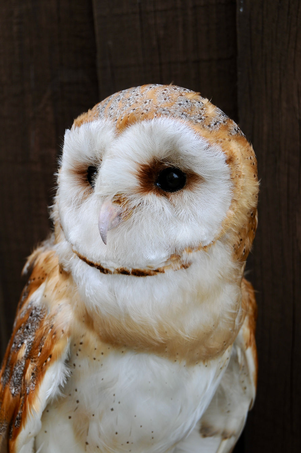 Barn Owl