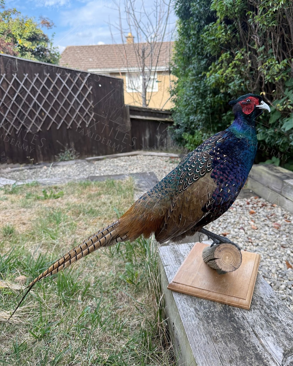 Melanistic Pheasant
