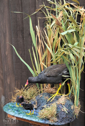 moorhens lake and ground.jpg