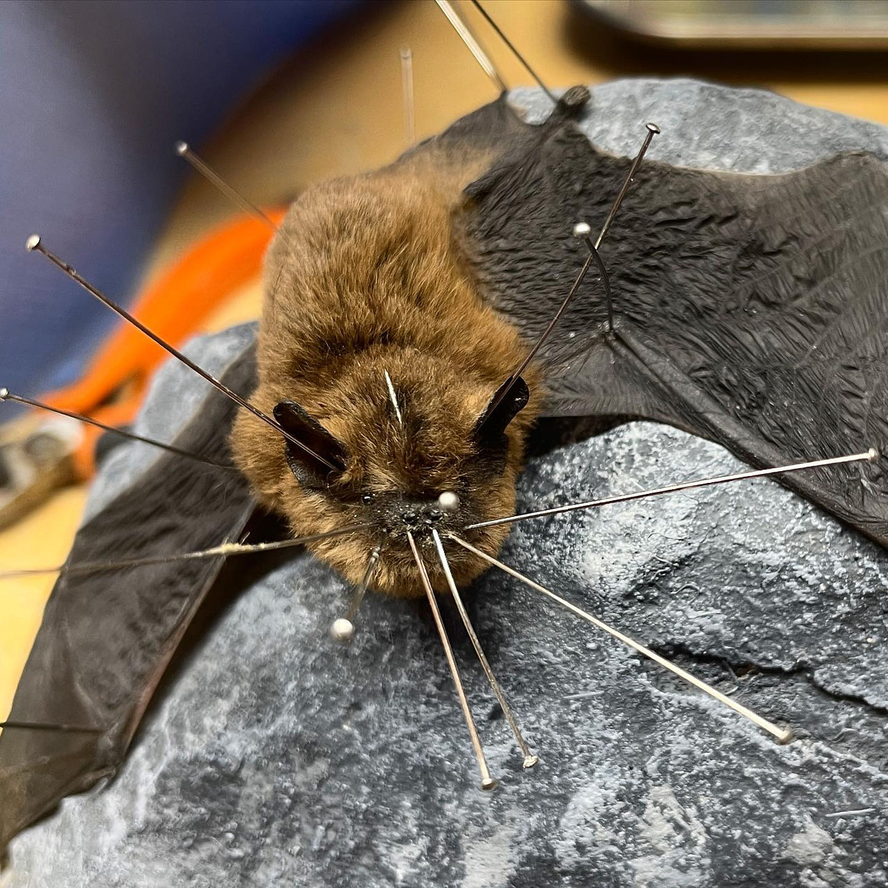 Bat all pinned up for drying