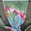 Thumbnail: Saturn Spire - Size Large