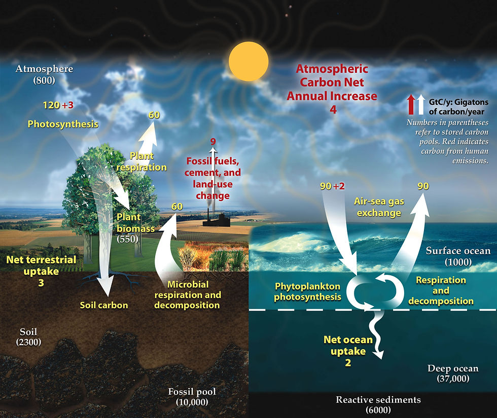 Image_14_Carbon_cycle.jpg