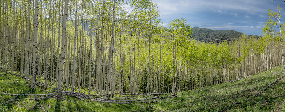 Owsley_210602_SpringAspens3.jpg