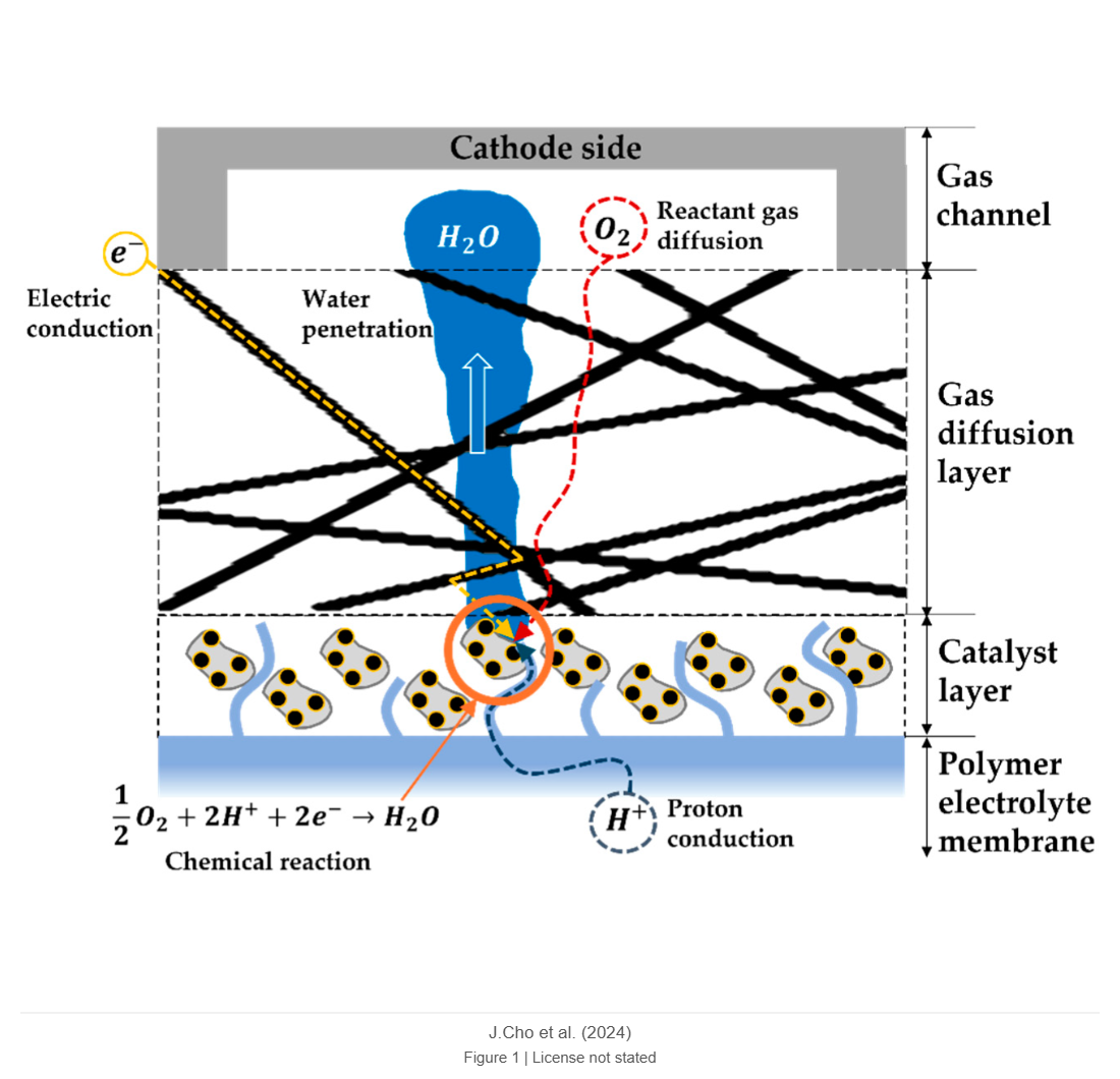Numerical Investigation of Water Transport and Effective Electrical Conductivity in Perforation of Gas Diffusion Layer Using Lattice Boltzmann Method