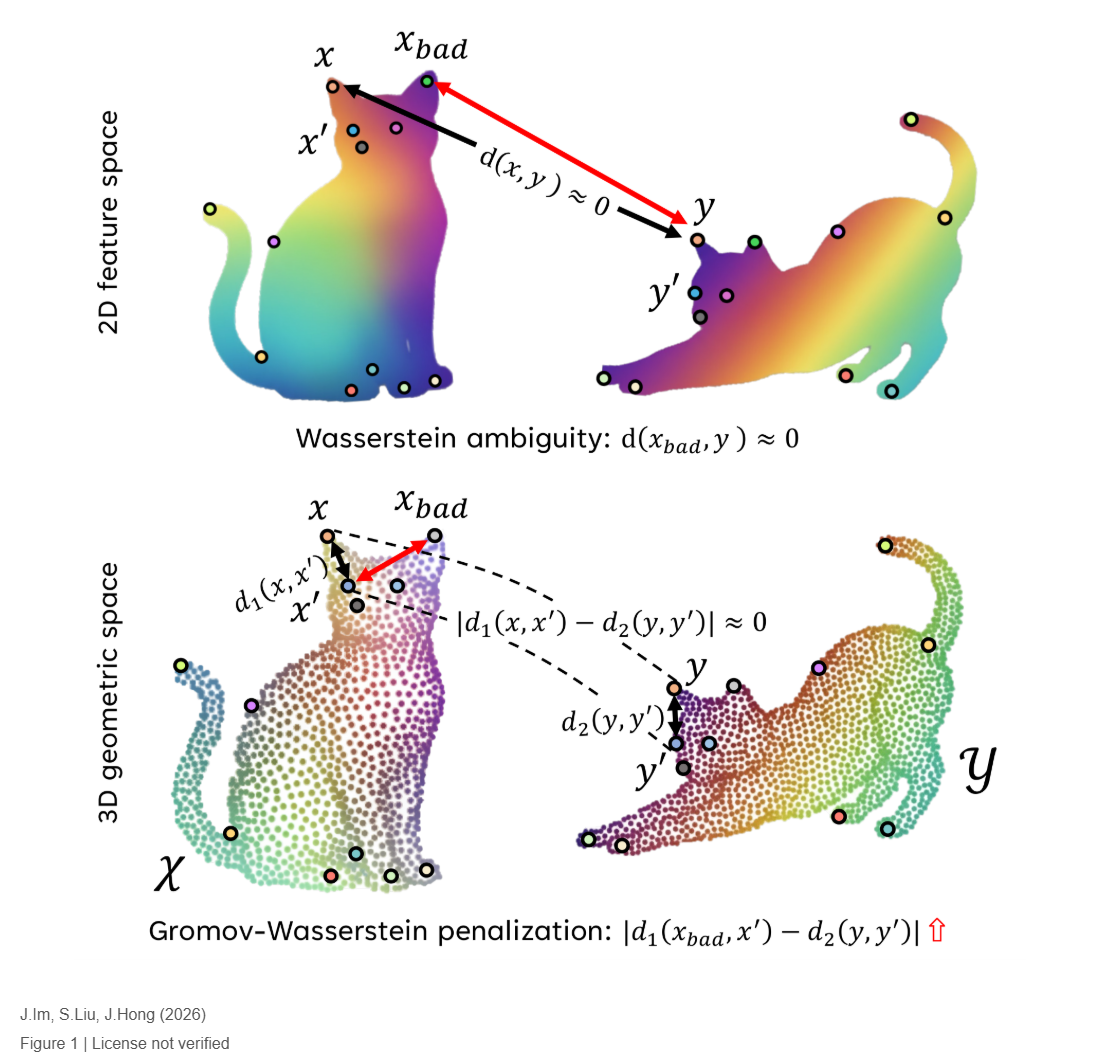 Shape-of-You: Fused Gromov-Wasserstein Optimal Transport for Semantic Correspondence in-the-Wild