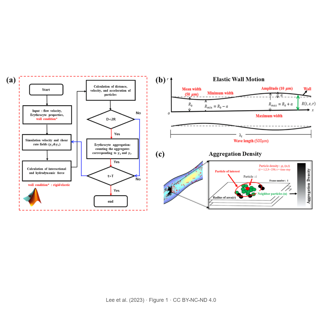 Axial shear rate: A hemorheological factor for erythrocyte aggregation under Womersley flow in an elastic vessel based on numerical simulation